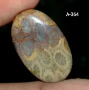 Fossil Coral Polished Cabochon Flat Back Oval Shaped Loose Gemstones 27 carat.