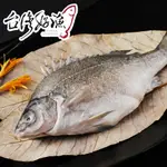 【台灣好漁】貴妃魚 國寶魚 澳洲銀鱸 國宴指定(400G/尾) 效期2024/12/01