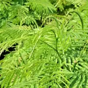 Climbing Wattle 10 Seeds Senegalia Pennata Cha-Om Acacia Pennata From Thailand