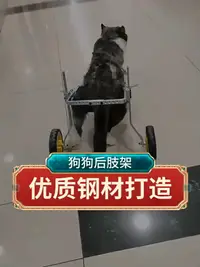 在飛比找樂天市場購物網優惠-中大型狗輪椅推車金毛后肢殘疾無力寵物助力車薩摩康復訓練代步車