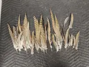 Wild Genuine Pheasant Tail Feathers. 75 Pieces. 4-16 inches