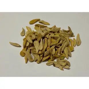 <<塊藝人生>> Pachypodium lamerei seeds 非洲霸王樹 種子