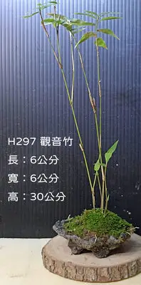 在飛比找Yahoo!奇摩拍賣優惠-寶悅 小品盆栽 H297 觀音竹 療癒小物 居家擺飾
