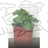 在飛比找蝦皮購物優惠-花幫派_香草水果苗—韓國芝麻葉--香氣十足~被叫做蘇子葉/5