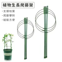 在飛比找momo購物網優惠-【Gardeners】植物生長爬藤架 90CM(植物生長支架