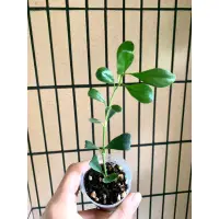 在飛比找蝦皮購物優惠-🌵EnjoyGarden🌵小愛心毬蘭/Hoya Manipu