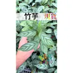 竹芋 三吋盆  三吋盆 觀葉植物 斑葉 竹芋 室內植物 盆栽 龜背芋 彩葉芋 琴葉榕 室內植物 盆栽 珍奇植物