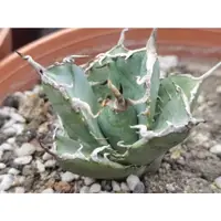 在飛比找蝦皮購物優惠-↠有植感↞ ▮阿修羅嚴龍▮ Agave Titanota '