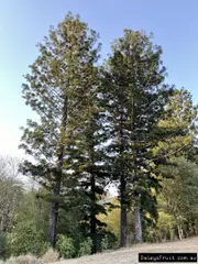 Buy Hoop pine Rainforest Trees (Araucaria cunninghamii)