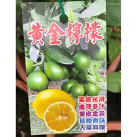 在飛比找蝦皮購物優惠-花囍園_水果苗--黃金檸檬--新品種~富含維生素C/7吋