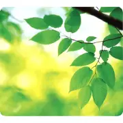 Fellowes Mouse Pad - Recylced - Optical - Leaves