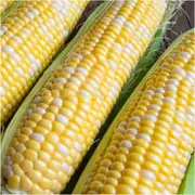 Corn Sweet - Bicolor F1 seeds