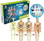 Human Body Model Toys for Kids, Realistic Human Anatomy Display Set (Brain, Body, Heart, Skeleton), Classroom Demonstration Tools, Teacher Accessories, Ages 6+