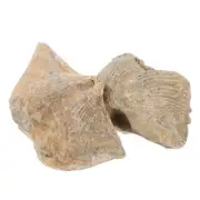 2pcs Spirifer Specimen Home Adornment for Geology and Paleontology Enthusiast