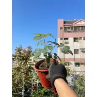 在飛比找蝦皮購物優惠-西諾的頂樓花園🌹玫瑰花苗4吋《黑衣淑女》紅黑色玫瑰