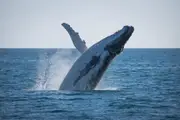Whale Watching Adventure Afternoon Sail - Hervey Bay