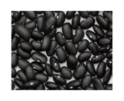 Boondie Seeds BEAN 'Black Turtle Bean' / Black Bean / BUSH TYPE seeds