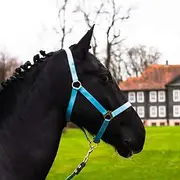 Headcollar for Horses Warmblood, Thoroughbred, Coldblood - Stable Halter, Pasture Holder, 2 Adjustable Chin Strap and Headpiece, Safe & Tear-Resistant (Turquoise, Shetland Pony (Shetty))