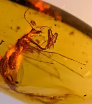 A101 BU1376 Fabulous Thorny Rachiberothidae in Burmese Amber Myanmar ~99mya