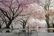 3D Pink Sakura Self-adhesive Removeable Wallpaper Wall Mural 513