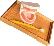 Gatuida Cognitive Plaything Teaching Aid Child Teeth Model Brushing Model Abs Material