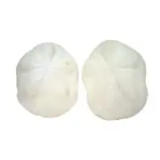 , 2 Piece, Seabiscuit Sea Shells