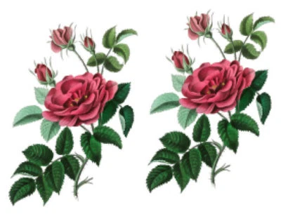 Vintage French Rose Rosa Gallica Bontanical Waterslide Decals Transfers FL517