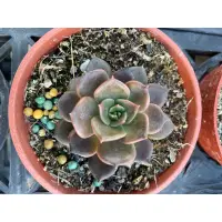 在飛比找蝦皮購物優惠-🌵多肉植物、仙人掌🌵【 黑王子 】3吋盆