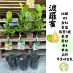 ［農夫世家］新品種 波羅蜜 少膠 嫁接苗 紅娘 J33 金紅 泰皇 無憂3號 泰君 金龍 泰8 夢尖 麻糬 哈密瓜 樹苗