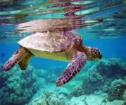 SEA TURTLE OCEAN REEF #20 COMPUTER MOUSE PAD 9 x 7