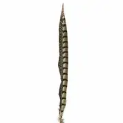 10" to 20" Lady Amherst Pheasant Side Tail Feather - Natural