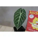 絨葉華生觀音蓮 （擇優出）｜ALOCASIA WATSONIANA｜4吋盆｜觀葉植物｜天南星科｜觀音蓮｜賣火鶴的小女孩