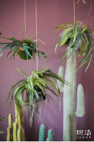 掬涵 蕨類植物吊球 仿真垂吊綠植 波士頓蕨鹿角蕨壁掛擺件裝飾