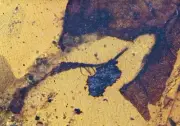 Diplopoda (Millipede), leaf with holes, Fossil insect inclusion in Burmese Amber