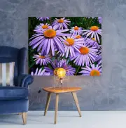 aster-tongolensis-bloom-bloss flowers -high quality Canvas painting Home decor