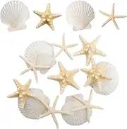 12PCS Starfish Scallop Shells for Crafts 3.5"-4.7" Large Mixed Star Seashells Bulk Fish Shells Decorations for Making Fish Tank Home DIY Decorations Wedding Decor Crafting Craft