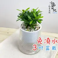 在飛比找蝦皮商城優惠-【小品文化】羅漢松【現貨】3吋山形免澆水盆栽 室內植物 室內