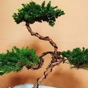 1.5mm x5m Bonsai Training Wire Aluminum Fastener Plants Styling Tree Pots Garden Yard Tool