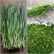 Onion (Spring) - Fuyuyo seeds
