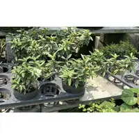 在飛比找蝦皮購物優惠-一禪種苗園-長相迷你香氣濃厚<香芭樂-飄造型>水果盆栽-3.