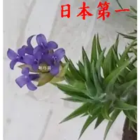 在飛比找蝦皮購物優惠-【新巧園】空氣鳳梨 日本第一 Tillandsia negl