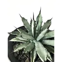 在飛比找蝦皮購物優惠-Agave macroacantha萬里園一號八荒殿_售有根