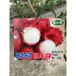 勿直接下標 R167紅毛丹 大果 離核 高壓苗 果苗 樹苗 盆栽 馬來西亞 紅毛丹 R191 夢幻品種 路邊攤俱樂部