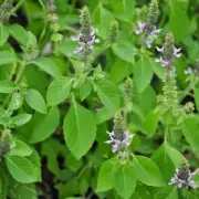 Dried Tulsi Leaves Pure Organic Herb Ocimum Sanctum Premium Holy Basil Leaves