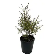 140mm Brown Boronia - Boronia megastigma
