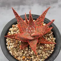 在飛比找蝦皮購物優惠-小仙肉🌵聖誕卡羅蘆薈 🌵多肉植物、仙人掌🌵1物1拍 3吋盆裸