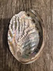 2.5 Inches Abalone Shell Natural Raw Unpolished Ceremonial Smudge Bowl