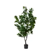 [James Lane] Cudrania Tree - 65cm x 65cm x 170cm