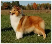 Rough Collie Fleece Blanket Throw 50x60 like Lassie or choose other Breeds