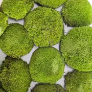 Blooms of Joy 600g Light Green Preserved Ball Moss